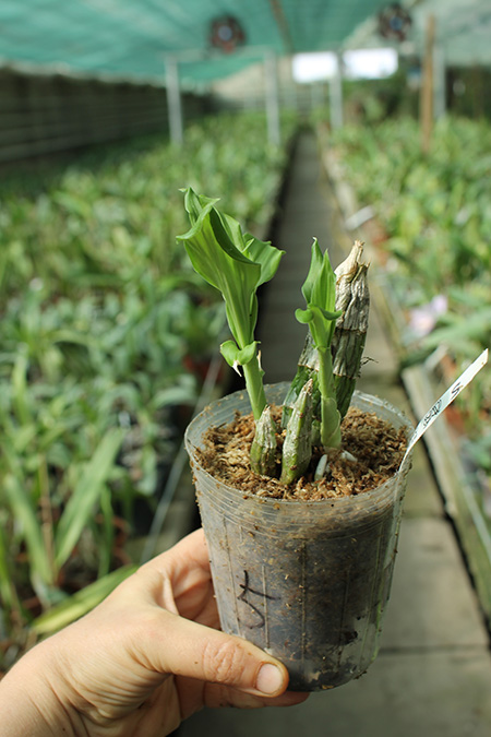 Catasetum Dragon's Teeth x pileatum.jpg