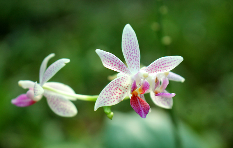 Phalaenopsis maculata x equestris.jpg