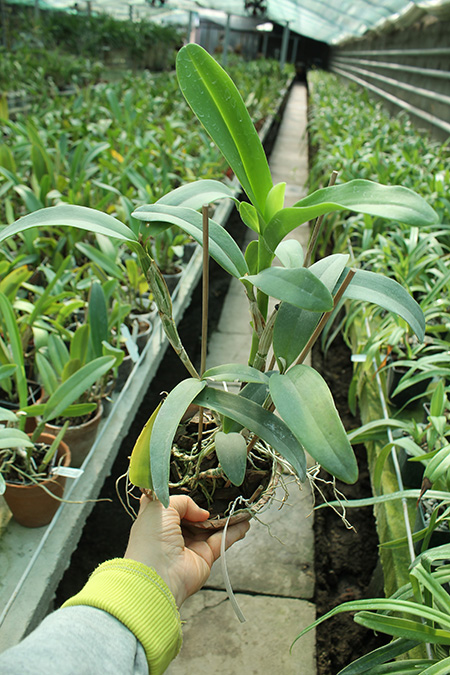 Cattleya skinneri.jpg