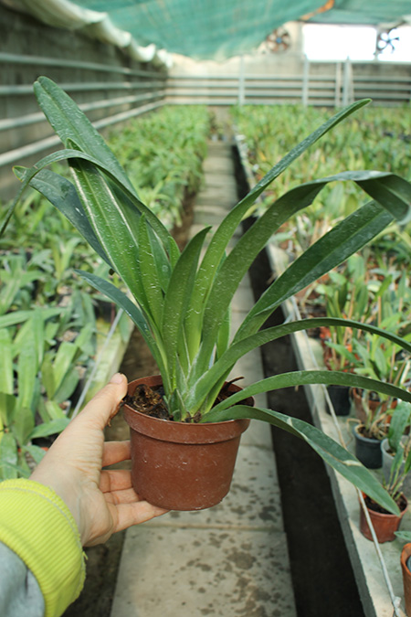 Phragmipedium caudatum.jpg