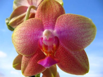 P.Brother Sara Gold.... .jpg