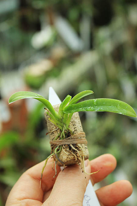 Trichocentrum longicalcaratum.jpg