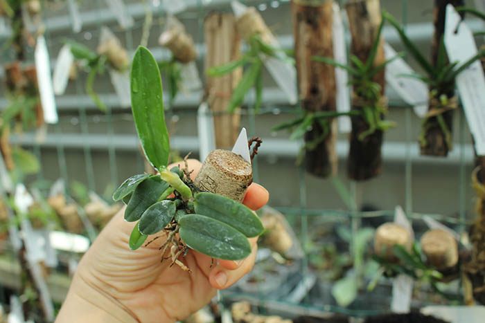 Sophronitis brevipedunculata.jpg