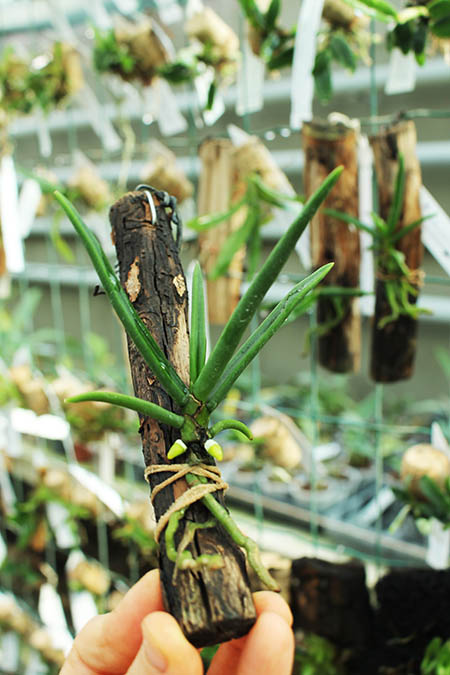 Paraphalaenopsis serpentilingua.jpg