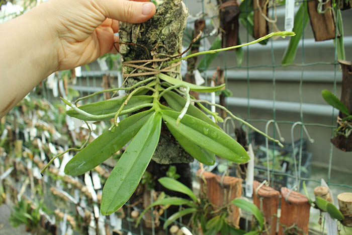 Thrixspermum leucarachne.jpg