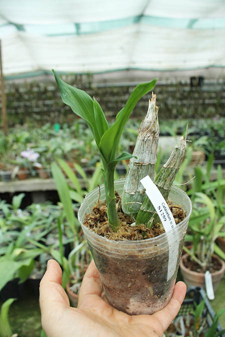 Catasetum osculatum.jpg