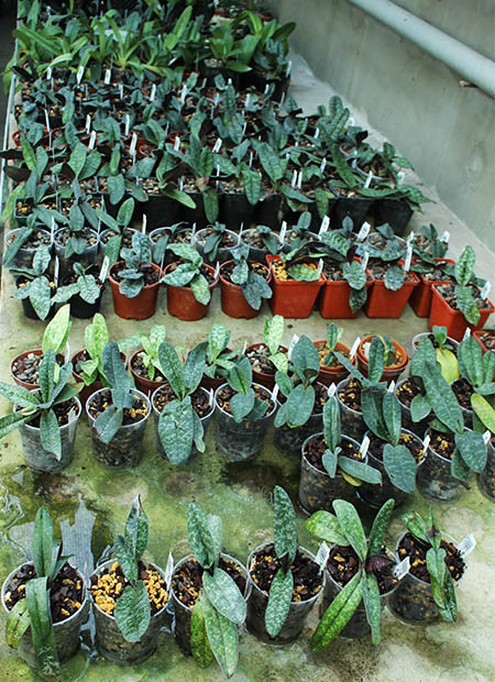 Paphiopedum Украина теплица орхидей.jpg