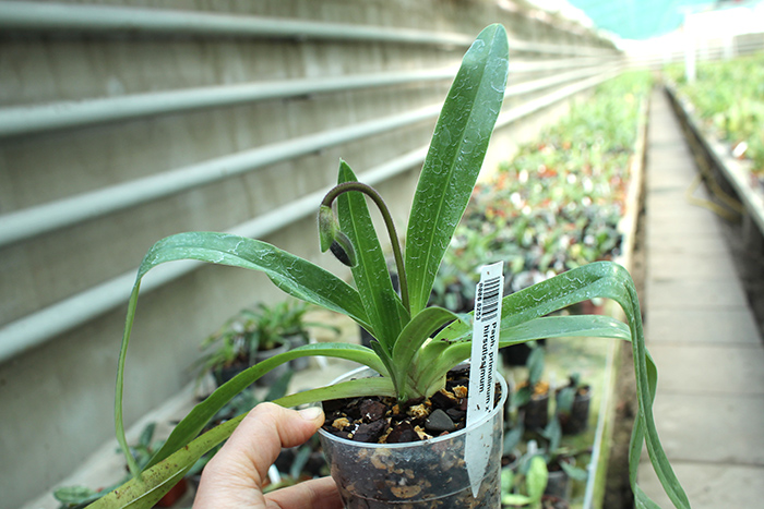 Paphiopedilum primulinum x hirsutissimum.jpg