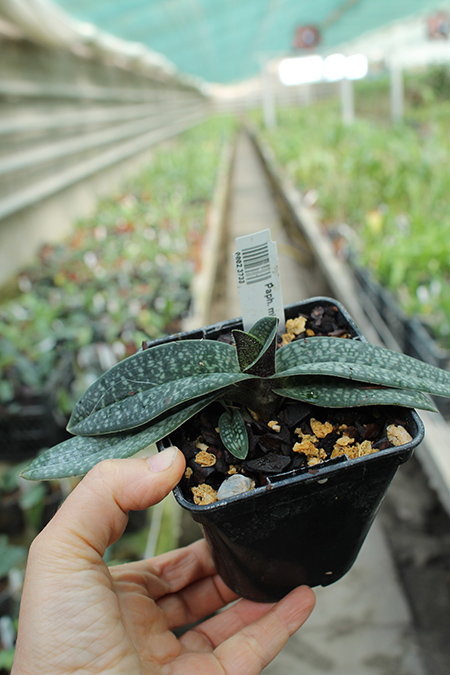 Paphiopedilum micranthum.jpg