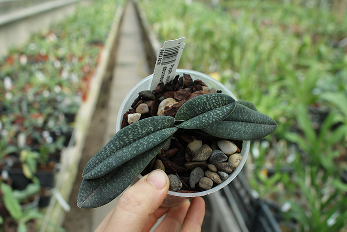 Paphiopedilum micranthum var eburneum.jpg