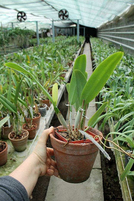 Cattleya maxima rubra 'Peruana' x SELF.jpg