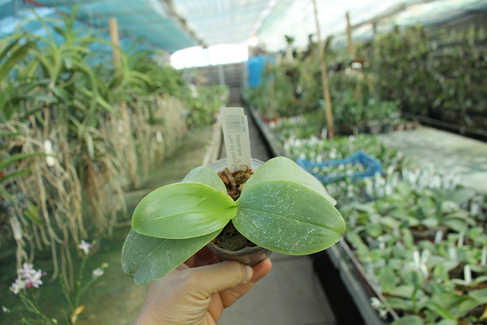 Phalaenopsis KS Happy Eagle #3 x bellina blue.jpg