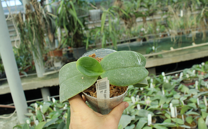 Phalaenopsis gigantea x Golden Peoker 'BL'.jpg