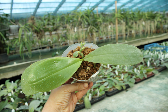 Phalaenopsis Hannover Passion 'Ching Ruey' x Jong's Red Cherry '#2'.jpg