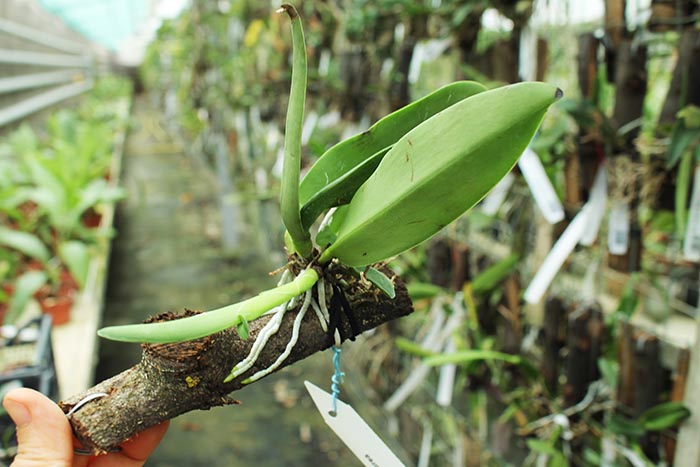 Cattleya dowiana aurea.jpg
