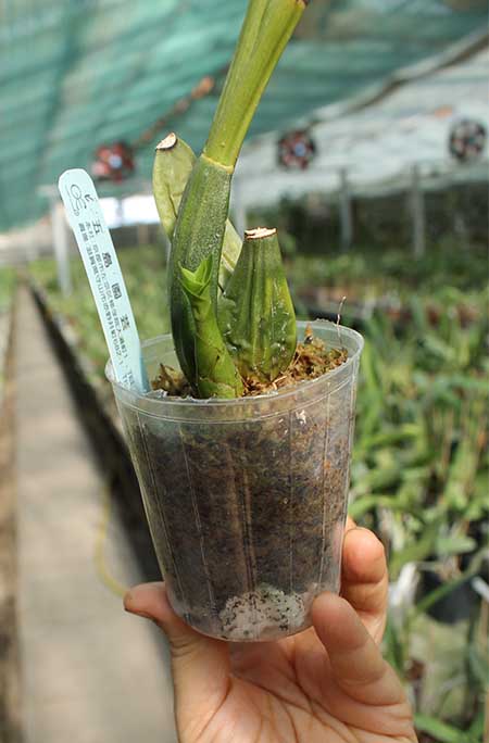 Lycaste Andromeda (nana x Sunray 'Odette').jpg