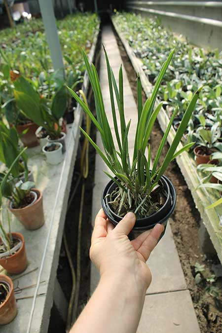 Brassavola nodosa.jpg