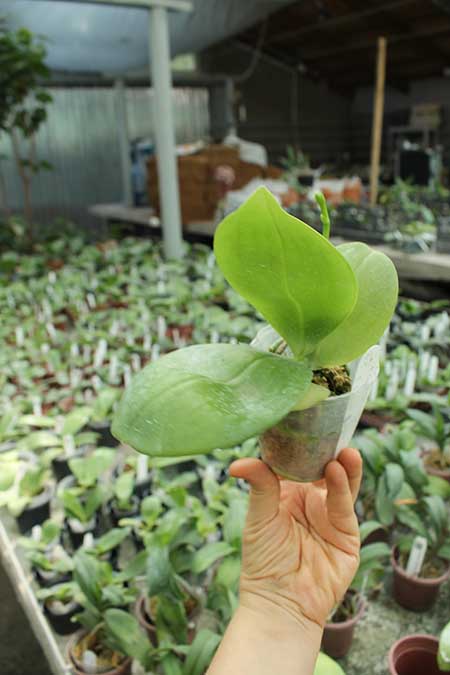 Phalaenopsis Sogo Shito x AL Redsun Queen 'Green Apple'.jpg