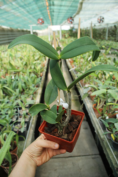 Cattleya amethystoglossa albescens x coerulea.jpg