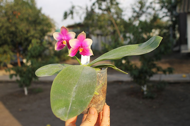 Phalaenopsis Mituo Prince x Samera.jpg