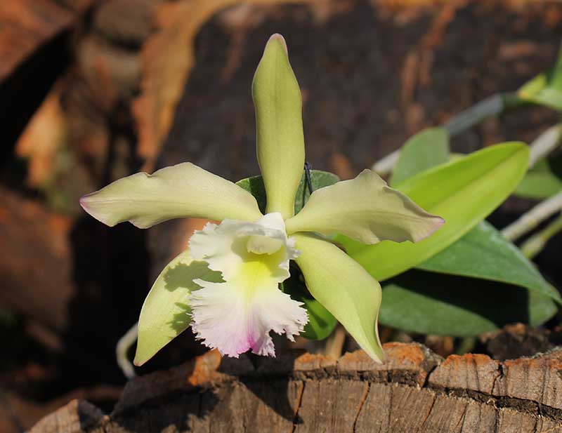 (Brassavola digbyana x Rhyncholaeliocattleya Young Kong) 'ORCHIS'.jpg