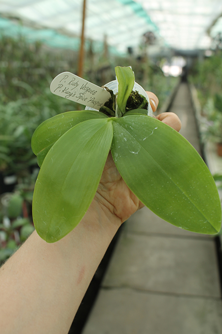 Phalaenopsis Ruby Vasquez x Kung's Spice 'Auspice'.jpg