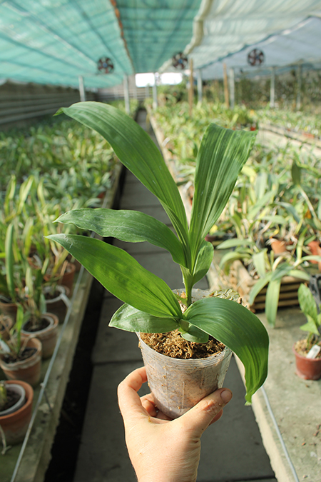 Lycaste Kamigamo ((Leo x Imshootiana) x Mem Kageyuki Mito 'Yellow Fantasy').jpg