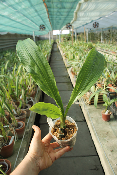 Lycaste Sunray (virginalis 'Pink Labrynth' x Shoalhaven 'Kobe').jpg