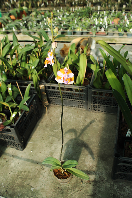 Doritis pulcherrima aquinii.jpg