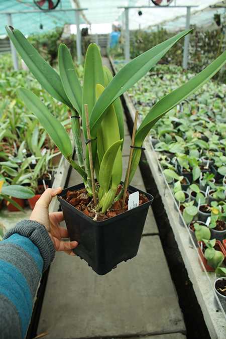Cattleya warscewiczii coerulea 'Angarita' x self.jpg