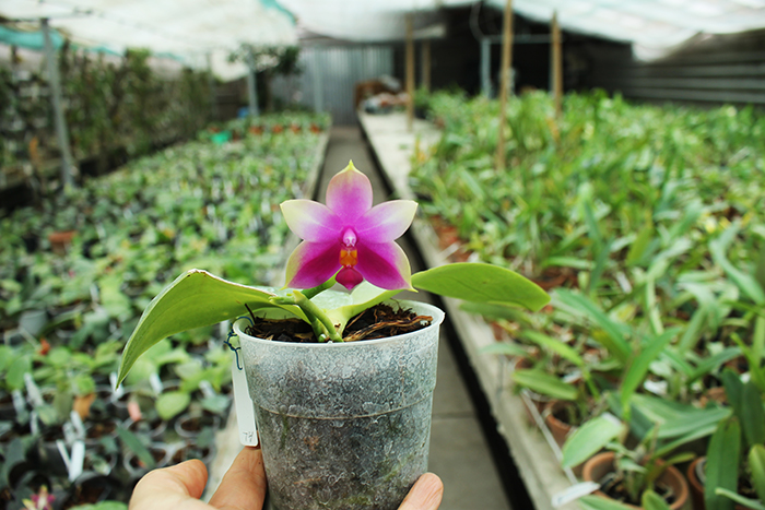 Phalaenopsis bellina AL.jpg