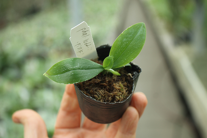 Phalaenopsis lobbii 'Pink'.jpg