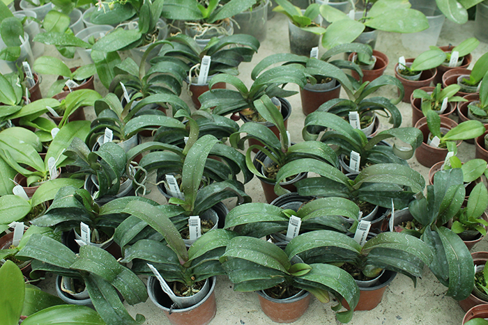 Asconopsis Irene Dobkin 'Orange'.jpg