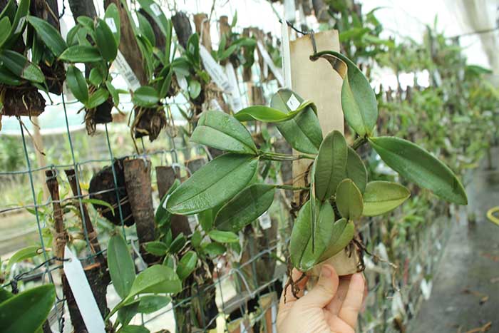 Cattleya schilleriana coerulea.jpg