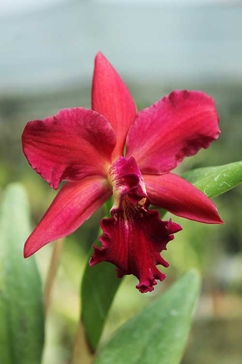 Sophrocattleya Ann Komine 'Breathless'.jpg