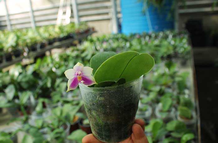 Phalaenopsis Nobby's Fox x Zheng Min Muscadine.jpg