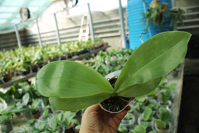 Phalaenopsis (Yungho Gelblitz x venosa) x lueddemanniana Yungho.jpg