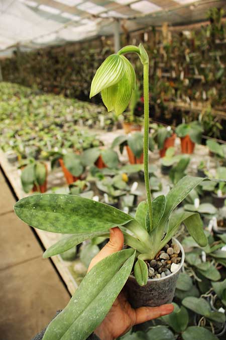 Paphiopedilum Maudiae alba.jpg