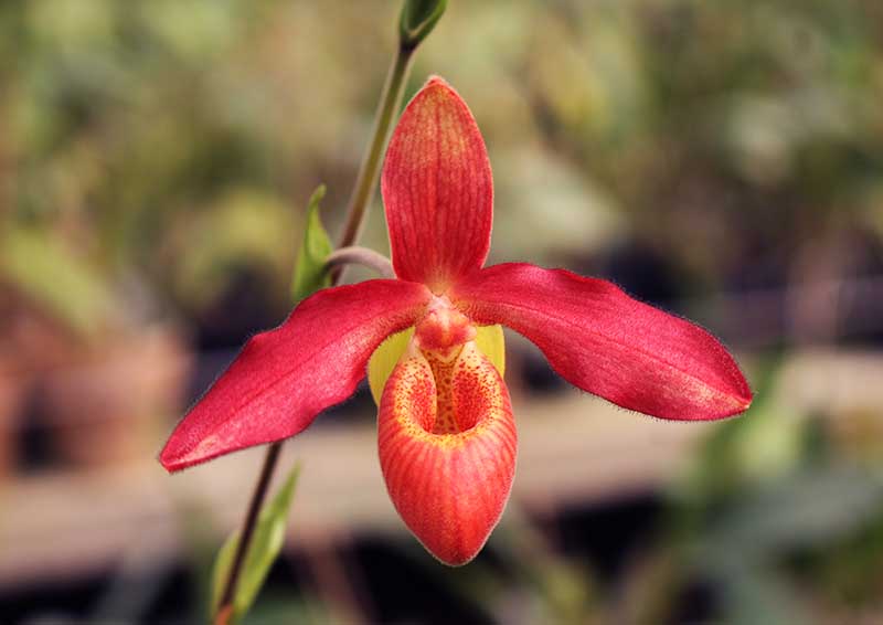 Phragmipedium Andean Fire (besseae x lidleyanum).jpg