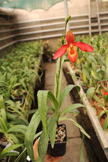 Phragmipedium Andean Fire (besseae x lidleyanum).jpg