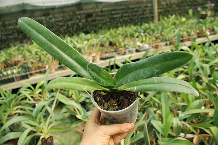 Paphiopedilum rothschildianum x anitum 'Shih Yueh'.jpg