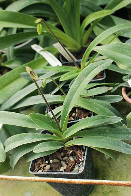 Paphiopedilum helenae x fairrieanum.jpg