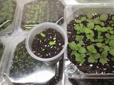 Где-то три месяца