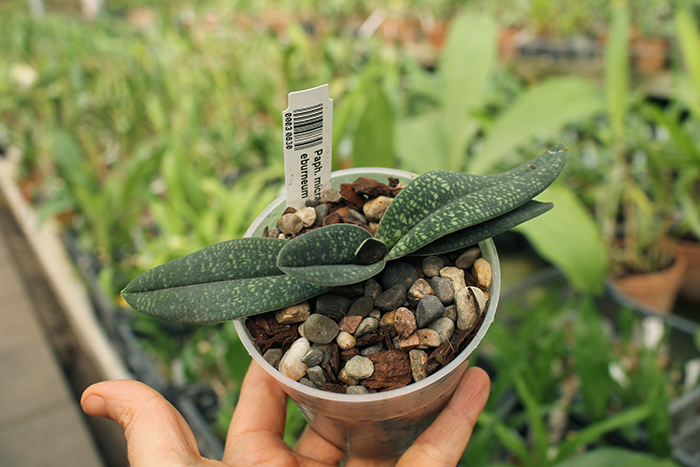 Paphiopedilum micranthum var eburneum.jpg