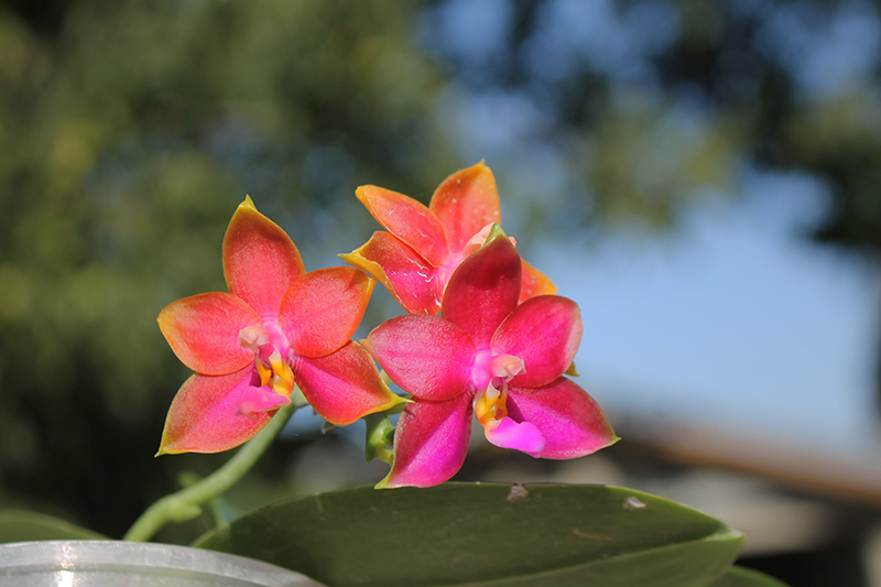 Phalaenopsis Mituo Coral Mambonosa x LD's bear Queen.jpg