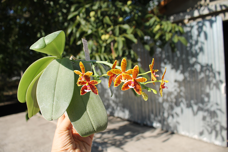 Phalaenopsis Little Leopard (mariae x cornu-cervi).jpg