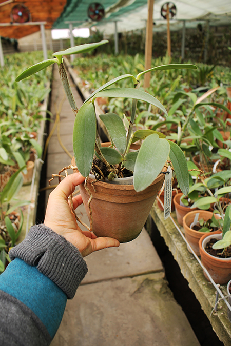 Cattleya intermedia orlata marginata coerulea 'AWZ' x Cattleya intermedia coerulea aquini flamea 'AWZ'.jpg