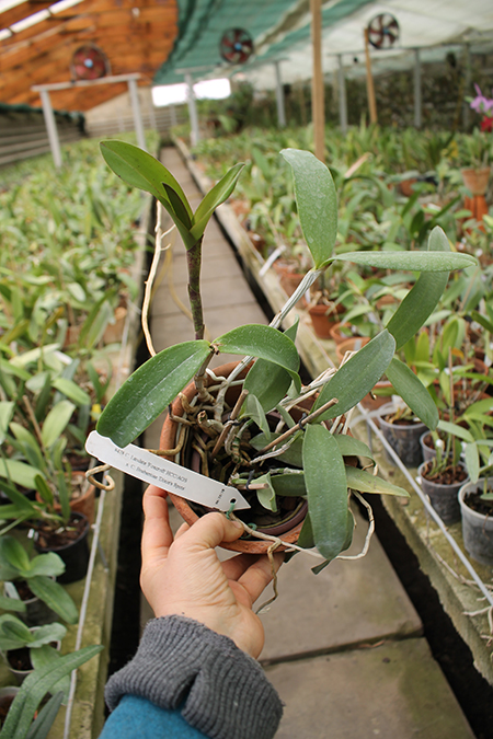 Cattleya Little Seagull.jpg