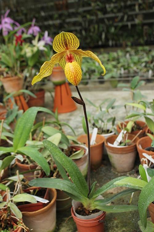 Paphiopedilum Dollgoldi (armeniacum x rothschildianum) orchid.jpg