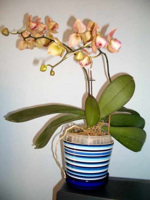 Цветопередача не совсем правильная: цветы зеленоватые